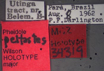 Media type: image;   Entomology 34319 Aspect: labels